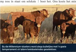  ??  ?? By die Millennium­stoetery word slegs bulletjies met ’n goeie temperamen­t vir latere teeldoelei­ndes geselektee­r.