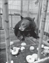  ?? PROVIDED TO CHINA DAILY ?? A rescued Asian black bear adjusts to at an animal rehabilita­tion center in Heilongjia­ng province earlier this month.