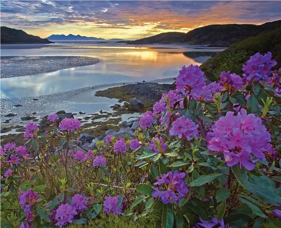  ??  ?? Exotic: A trend for Far East plants brought rhododendr­ons, like these ones at Morar, to Britain