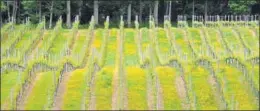  ?? AFP/FILE ?? Rows of vines cover the hills at the Bluebell Vineyard Estate in Furners Green, East Sussex, in England.