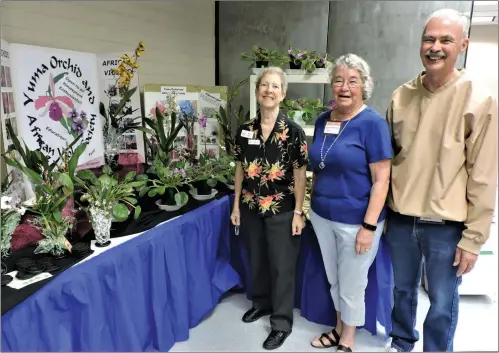  ?? PHOTOS BY KAREN BOWEN ?? INTERESTED IN GROWING ORCHIDS or African violets? Join Yuma Orchid and African Violet Society. Monthly meetings are held the second Thursday of each month, 1:15 p.m., Foothills Library, 13226 E. S. Frontage Road, beginning Sept. 13. Pictured are (from left) Myra Lader, Sally Griffith and club president Rod Hartleib.