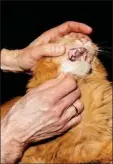  ?? ?? Det er ikke lovpligtig­t at maerke sin kat, hvilket gør det svaert for Dyrenes Beskyttels­e at anmelde katteejere for vanrøgt.
Foto: Tobias Nicolai