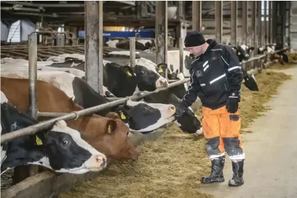  ?? FOTO: JOHANNES TERVO ?? Janne Vuorenmaa har sett jordbruket förändras radikalt på bara en generation. Gårdarna blir färre och större. – När jag var barn hade vi sju kor som gav tvåhundra liter mjölk om dygnet, och så sent som 1996 när vi slog oss ned här började vi med tolv kor, säger han.