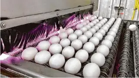  ?? Terry Chea/Associated Press ?? Eggs are disinfecte­d at the Sunrise Farms processing plant in Petaluma, which had seen an outbreak of avian flu. Prices are at near-historic highs in parts of the world.