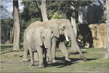  ?? AP PHOTO/GARY KAZANJIAN ?? Mabhulane (Mabu) (right) walks with his female companion in their open roaming area of the Fresno Chaffee Zoo in Fresno, Calif., on Jan. 19.