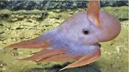  ?? Dumbo octopus, Gulf of Mexico 2014. IMAGE COURTESY OF NOAA OKEANOS EXPLORER PROGRAM ??