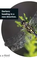  ??  ?? Darters: heading in a new direction.