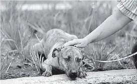  ?? NACHO REYES ?? Los animales no reciben la atención adecuada