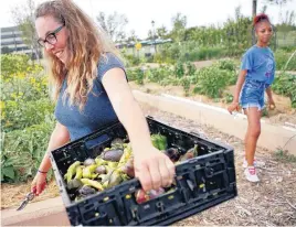  ??  ?? Left: Jenn Mabry with TLC plants carries a tray full of vegetables at what used to be the Chesapeake Gardens in Oklahoma City. Mabry runs a program by TLC that converted Chesapeake’s Gardens to grow thousands of pounds of food for the homeless.