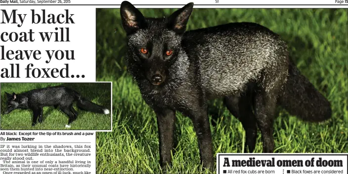  ??  ?? All black: Except for the tip of its brush and a paw
Rare: This Yorkshire black fox is one of only a handful seen