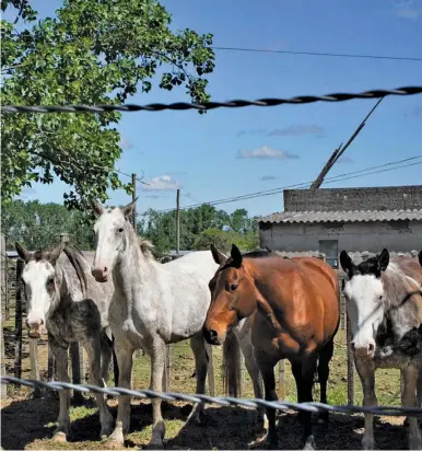  ?? PHOTOS: ELISA COLELLA/AFP ?? Horses wait to be auctioned during a sale in San Ramón, Canelones deparment.