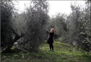  ?? The Associated Press ?? OLIVE GROVE: Lucia Iannotta, head of an olive farm, checks an olive tree in the family business’ grove on Feb. 15 in Capocroce, Italy. From specialty shops in Rome to supermarke­ts around the world, fans of Italian olive oil are in for a surprise this...