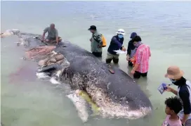  ?? FOTO ?? Expertos examinan la ballena que llegó hasta las costas al sur de Indonesia. Llevaba días muerta.
