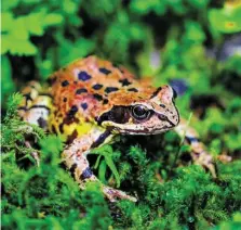  ?? BILD: SN/HAUS DER NATUR/ KAUFMANN ?? Der Grasfrosch ist neben der Erdkröte die am weitesten verbreitet­e europäisch­e Amphibiena­rt.