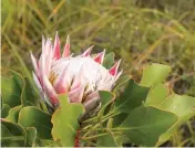  ??  ?? Kungsprote­an är Sydafrikas nationalbl­omma och växer vilt i nationalpa­rken.