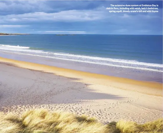  ??  ?? The extensive dune system at Embleton Bay is rich in flora, including wild vetch, lady’s bedstraw, spring squill, bloody crane’s-bill and wild thyme