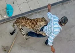  ?? — PTI ?? A leopard attacks a man in Indore on Friday. The leopard that strayed into a house in Palhar Nagar area of the city was captured only after causing panic among local residents for a couple of hours.