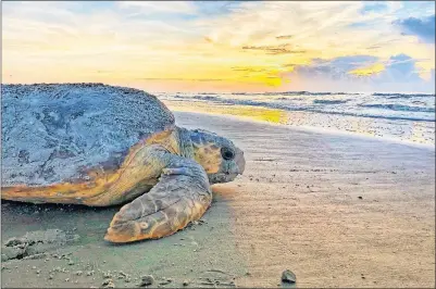  ?? [GEORGIA DEPARTMENT OF NATURAL RESOURCES] ?? A loggerhead sea turtle returns to the ocean after nesting on Ossabaw Island, Ga. The giant federally protected turtles are having an egg-laying boom on beaches in Georgia, South Carolina and North Carolina, where scientists have counted record numbers of nests this summer.