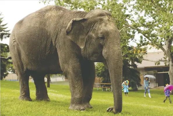  ?? David Blom ?? Lucy, the Edmonton Valley Zoo’s 43-year-old Asian elephant, gets her exercise Tuesday. Lucy is now on meds for pain in her joints and feet.