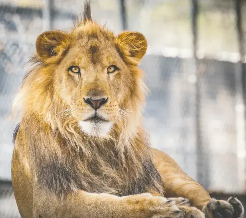  ?? IN-SYNC EXOTICS ?? Nicholas Read’s new book looks at sanctuarie­s that take in animals like Lambert, a lion who now lives
in a Texas wildlife rescue after being given up as a family pet.