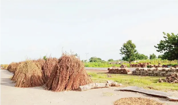  ??  ?? Sesame farmers drying harvest on Kano-Maiduguri highway.