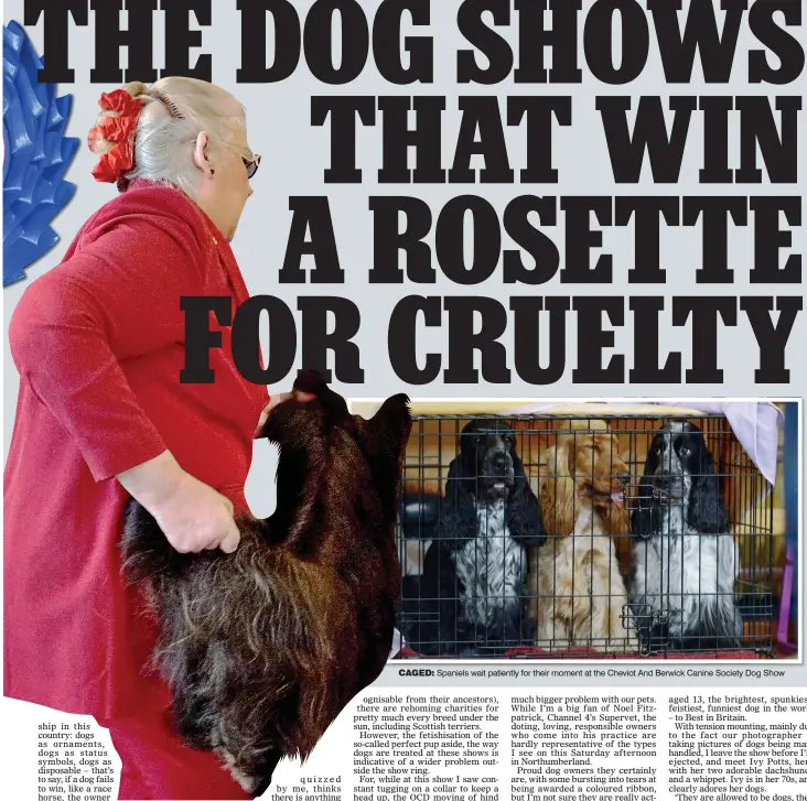  ??  ?? CAGED: Spaniels wait patiently for their moment at the Cheviot And Berwick Canine Society Dog Show