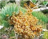  ??  ?? The seeds of the fir dwarf mistletoe (Arceuthobi­um abietinum) are covered in sticky liquid. As the fruit ripens, the pressure increases until the skin bursts open and the seeds are expelled at high speed to a new host.