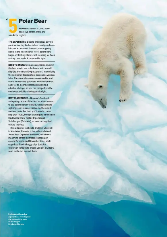  ??  ?? Living on the edge A polar bear investigat­es the water at the base of its ’berg in Svalbard, Norway