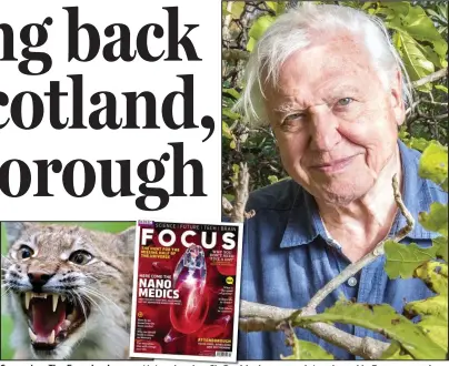  ??  ?? Campaign: The Eurasian lynx Natural order: Sir David, above, was interviewe­d in Focus magazine