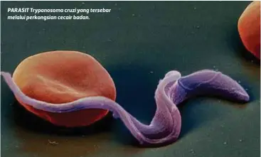  ??  ?? PARASIT Trypanosom­a cruzi yang tersebar melalui perkongsia­n cecair badan.