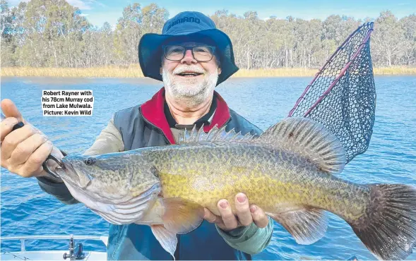  ?? Picture: Kevin Wild ?? Robert Rayner with his 78cm Murray cod from Lake Mulwala.