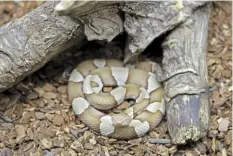  ?? Chuck Burton/Associated Press ?? A toxicologi­st-led study found that copperhead­s account for nearly half of all venomous bites treated in the U.S.