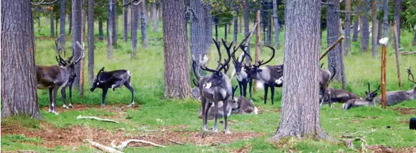  ?? Fotos: Christian Gall ?? Rentiere sehen ein bisschen so aus wie Hirsche. Aber in vielen Dingen unterschei­den sie sich voneinande­r. Rentiere sind besonders gut an das Überleben in kalten Ländern angepasst.