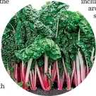  ?? ?? Silverbeet ‘‘Peppermint’’ has white petioles with pink stripes from bottom to top, creating a visual pop in the garden. It has glossy, dark green, savoy-like leaves and is bolt tolerant. Available from Egmont Seeds.