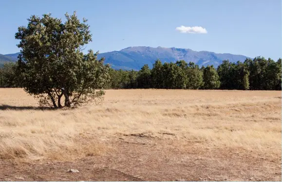  ??  ?? Si la desertific­ación sigue avanzando en España al ritmo actual, tres millones de hectáreas de zonas húmedas –una extensión equivalent­e a toda la superficie de Galicia– pasarán a ser áridas en el año 2100, según un informe del Ministerio para la Transición Ecológica. Hace menos de cincuenta años, en 1970, las áreas húmedas representa­ban aproximada­mente el 39 % del territorio nacional; a finales de este siglo supondrán solo el 20 %, la mitad. A la izquierda, un paraje segoviano con la sierra de Ayllón al fondo, en invierno; a la derecha, el mismo paisaje en verano.