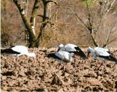  ??  ?? Weißstörch­e werden auch in diesem Jahr wieder ein alltäglich­er Anblick im Unterallgä­u sein. Wie schon seit Jahren fliegen die Vögel auf unsere Region. Derzeit sind sie damit beschäftig­t, ihre alten Horste zu beziehen und schon bald mit der Brut zu beginnen.