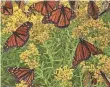  ?? TEXAS A&M ?? Monarch butterflie­s winter in Mexico, then fly to the U.S. and Canada in spring and summer.