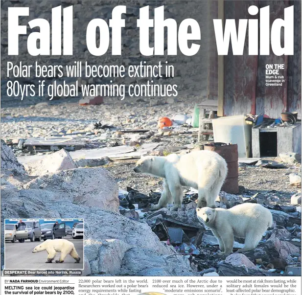  ??  ?? DESPERATE Bear forced into Norilsk, Russia
ON THE EDGE Mum & cub scavenge in Greenland