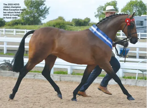  ??  ?? The 2015 HOYS ridden champion
Rhos Exception books her return ticket to HOYS in Cuddy in-hand ranks