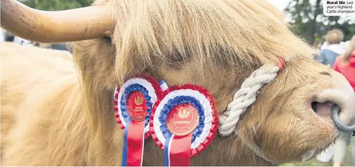  ??  ?? Rural life Last year’s Highland Cattle champion