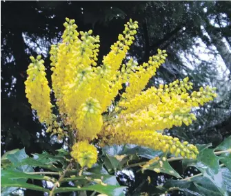  ??  ?? Tall Oregon grape produces large sprays of golden flowers in winter.