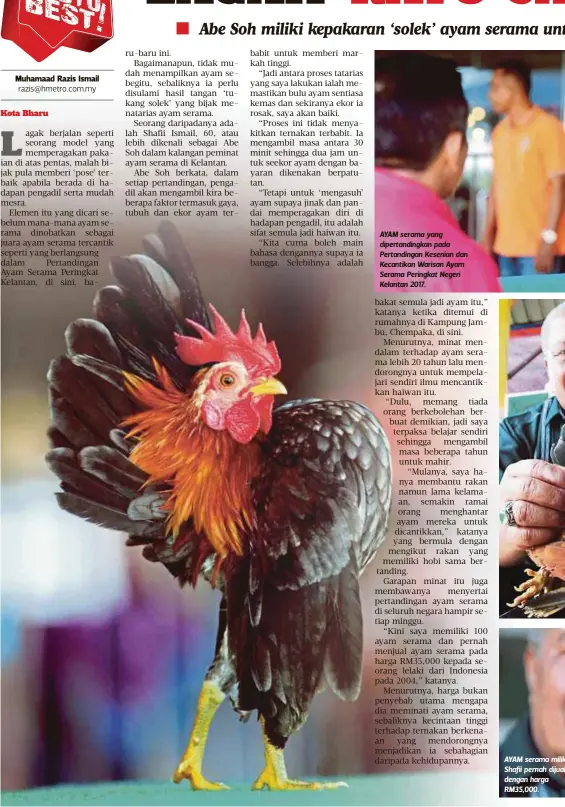  ??  ?? AYAM serama yang dipertandi­ngkan pada Pertanding­an Kesenian dan Kecantikan Warisan Ayam Serama Peringkat Negeri Kelantan 2017. AYAM serama milik Shafii pernah dijual dengan harga RM35,000.