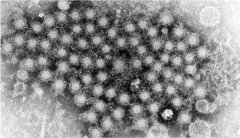  ?? ?? A group of hepatitis virions in an electron microscope image