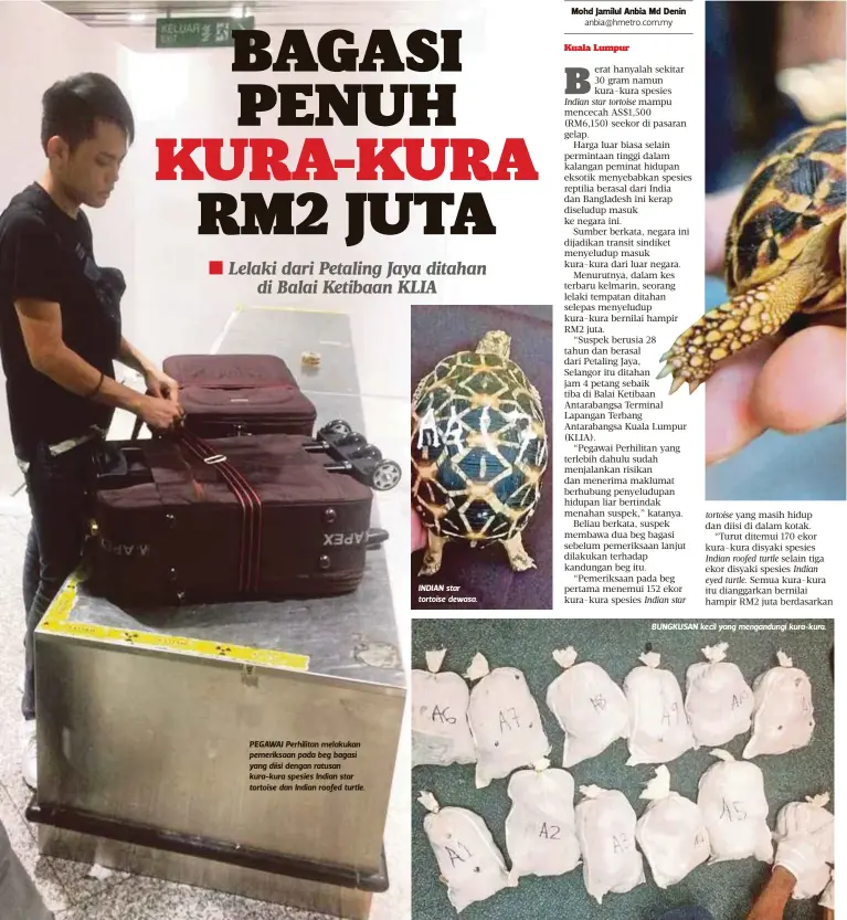  ??  ?? PEGAWAI Perhilitan melakukan pemeriksaa­n pada beg bagasi yang diisi dengan ratusan kura-kura spesies Indian star tortoise dan Indian roofed turtle. INDIAN star tortoise dewasa.
BUNGKUSAN kecil yang mengandung­i kura-kura.