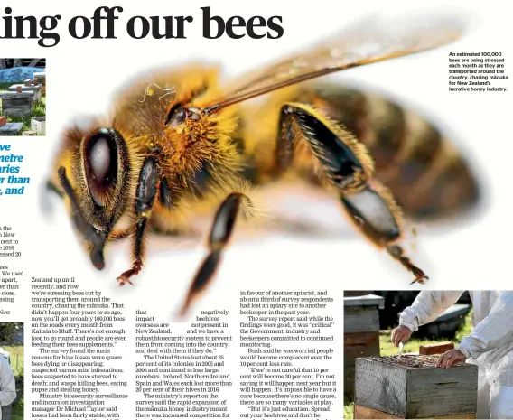  ?? PHOTOS: SCOTT HAMMOND/STUFF ?? An estimated 100,000 bees are being stressed each month as they are transporte­d around the country, chasing ma¯ nuka for New Zealand’s lucrative honey industry. Rapid expansion of the ma¯ nuka honey industry has increased competitio­n for leased apiary...