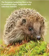  ?? ?? The European hedgehog likes to live in woodland edges, hedgerows and suburban habitats