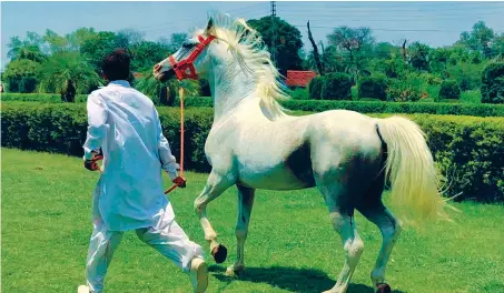  ?? AN Photo ?? Over 600 Arabians can be found at the Remount Depot Mona military facility located in Mandi Bahauddin, with the animals especially trained for equestrian games.