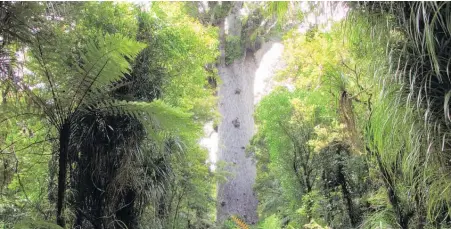  ??  ?? Tane Mahuta, Northland’s famous kauri, is now officially a member of a threatened species.