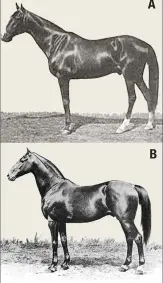  ??  ?? B Photograph­s of Lexington’s sons Norfolk (A) and Asteroid (B).