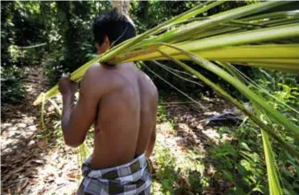  ?? ?? Janur (tender young coconut fronds), destined for transforma­tion into ketupat casing. Photograph by Law Soo Phye, courtesy of Khir Johari.